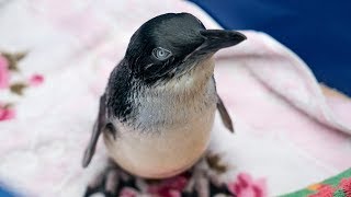 Whats killing our korora little blue penguins [upl. by Orest610]