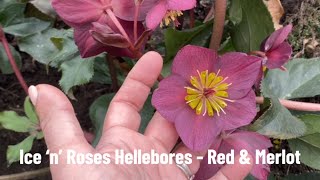 Ice ‘n’ Roses Hellebores  Red and Merlot [upl. by Roel651]