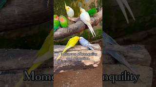 Natures Symphony Colorful Birds and Their Beautiful Songsasmrnatureviralvideo [upl. by Nirrad859]