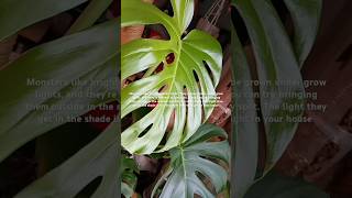 Monstera Care Tips [upl. by Fullerton571]