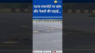 Snake Vs 3 Mongooses Watch Epic Showdown At Patna Airport Runway [upl. by Assadah596]