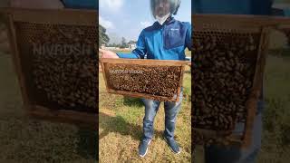 Honey farming Vedic Hivery  1st time experiencing honey comb in hand shorts honeycomb [upl. by Ahsirpac]