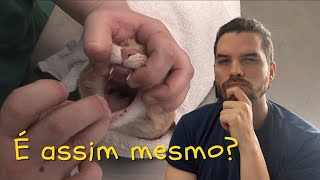 Como dar comprimido para gato  Veterinário reage a pessoas dando remédio para gatos [upl. by Miarzim]