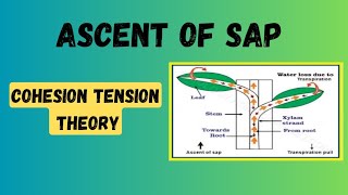 Ascent of Sap Cohesion Tension Theory [upl. by Eeuqram]