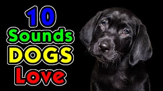 10 Sounds Dogs Love To Hear the Most [upl. by Gudrin]