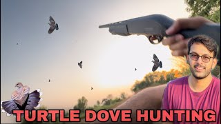 Turtle dove Hunting  Russian dove hunting [upl. by Hillel]