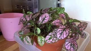 Polka Dot Plant Hypoestes phyllostachya BottomWatering Timelapse [upl. by Nirtiac]