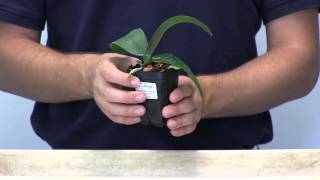 Orchid Care 101  How to Water Phalaenopsis Orchids [upl. by Swiercz]