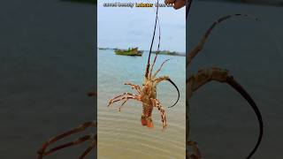 Lobster Rescue The Incredible Journey of a Saved Lobster 🦞saveing fishing [upl. by Domel197]