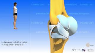 Le coude  arthrologie  larticulation radioulnaire supérieure [upl. by Adiraf929]