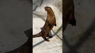 Beautiful Sea Otter Whining seaotter otter otterlove ottervideos otterspool ottercrying [upl. by Maice934]