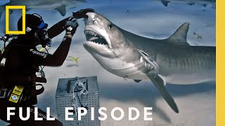 Shark Superpower Full Episode  National Geographic [upl. by Aholah]