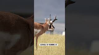 Fastest Pronghorn Antelopes shorts [upl. by Meid]