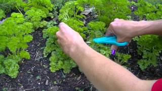 Harvesting Parsley [upl. by Leohcin]