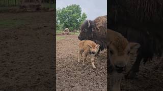 BABY BISON buffalo baby animal shorts [upl. by Munmro14]