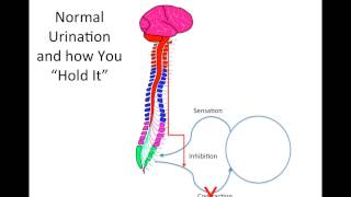 How Does Spinal Cord Injury Effect the Bladder [upl. by Yzdnil]