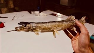 Mount a Fish in Four Days Do It Yourself Beginner Taxidermy [upl. by Nailimixam123]