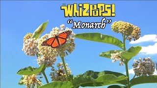 Monarch song by The Whizpops [upl. by Hyps912]