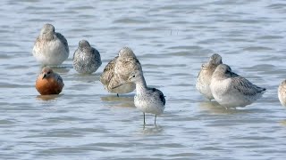 Goldcliff Birding 193  Greenshank Garganey Red Knot Barwit 4K [upl. by Jos453]