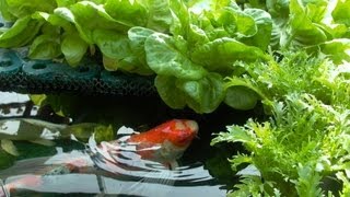 生生不息Hydroponic cultivation of water in which Natural reproduction koi [upl. by Reace]