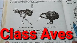 Class Aves and Its Sub Classes in HindiUrdu [upl. by Esinehc607]