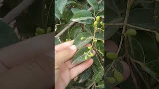 المشخص في البيطرة نبات شجرة الحناء و تسمى باسمها العلمي Ligustrum lucidum ممكن أن يكون ساما للأغنام [upl. by Cos]