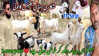 bhains colony Bakra mandi goat farm visit gulabi kamoriteddy pateri makkachini latest updateSep11 [upl. by Ajay]