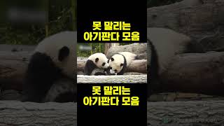 PandaTV 못 말리는 아기판다 모음 [upl. by Silvestro]