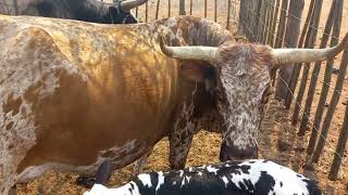 Nguni Cattle Performance on the velt TT BALL NGUNI [upl. by Robbyn745]