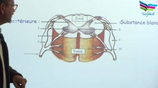 Structure du système nerveux [upl. by Paxton]