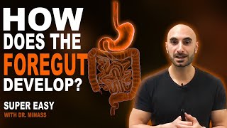 Embryology of the GIT I  Foregut Easy to Understand [upl. by Teddie]