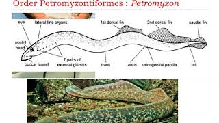 Order Petromyzontiformes  Petromyzon [upl. by Agle735]