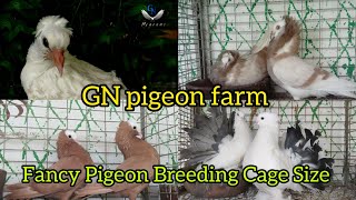 Fancy Pigeon breeding Cage Size  GN pigeon farm  pigeon fancypigeonlover fancybird birds [upl. by Enileve]