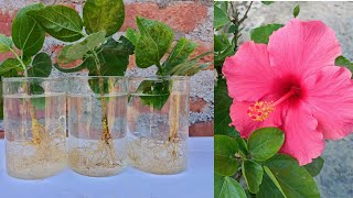 Tried to propagate hibiscus cuttings in water see the results  how to grow hibiscus plant [upl. by Rednas]