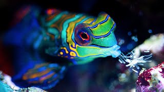 Livestock Lowdown Mandarin Goby Preparation and Care [upl. by Glaudia919]