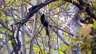 Flight of The greater racket tailed drongo Dicrurus paradiseus [upl. by Ogaitnas863]