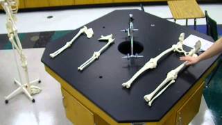 Disarticulated Skeleton Instructions [upl. by Yoong561]