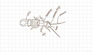 Microdoc The European Earwig [upl. by Asina]