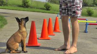 Malinois Puppy Training  12 weeks [upl. by Sorensen366]