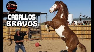 EL CABALLO MAS BRAVO DEL MUNDO – Los Caballos mas peligrosos del mundo [upl. by Mariquilla]