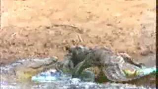 Baboon Vs Crocodile Baboons Destroy CrocodilesBaboons wins [upl. by Nahraf]