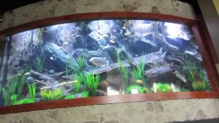 Fish Gallery  Massive Acrylic Aquarium 5000 Gallons [upl. by Jennie]