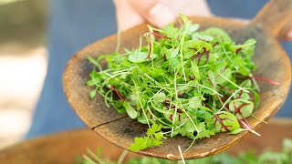 Why Microgreen Custom Blends add value to your clients [upl. by Sherrie]