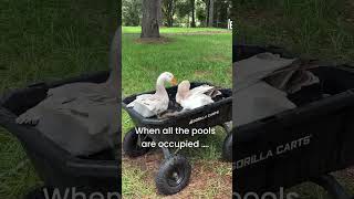 Spoiled dewlap geese in elevated pool😁 [upl. by Reena]