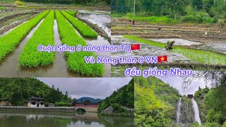 Cấy Mạ Ở Nông Thôn TQ 🇨🇳Và Nông Thôn VN 🇻🇳Đều Giống Nhau Người Dân Rất Chịu Khó [upl. by Gamal]