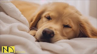 20 HOURS of Dog Calming Music For Dogs🎵🐶Anti Separation Anxiety Relief💖🐶Dog Sleep Music🎵 NadanMusic [upl. by Flanagan]