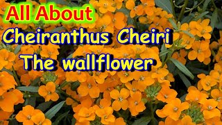 How To Grow And Care Cheiranthus CheriiWallflowerवॉलफ्लावर को कैसे उगाए और उसकी देखभाल HindiV139 [upl. by Attehcnoc]