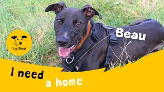 Beau the bouncing Lurcher  Dogs Trust Leeds [upl. by Yle]