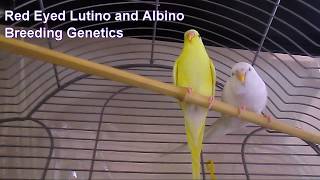 Genetic Inheritance in Breeding Lutino Albino Parakeets Budgies [upl. by Hildy738]