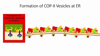 Vesicle Trafficking in Cells 2 Selection of the Membrane for Vesicle Formation [upl. by Allehcram]